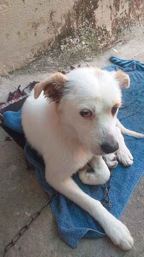 Cachorro ra a SRD-ViraLata idade 7 a 11 meses nome Branco