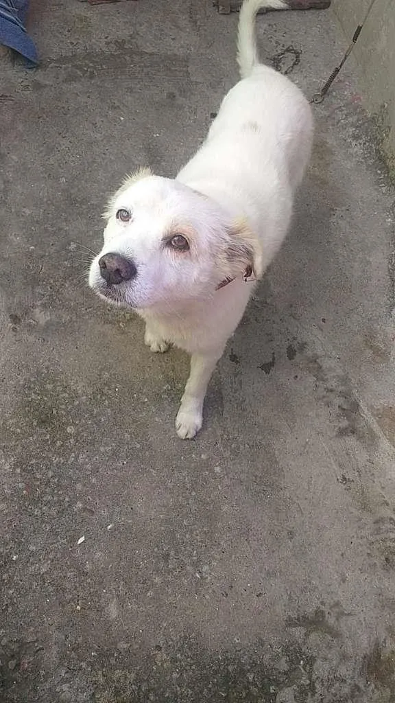 Cachorro ra a SRD-ViraLata idade 7 a 11 meses nome Branco