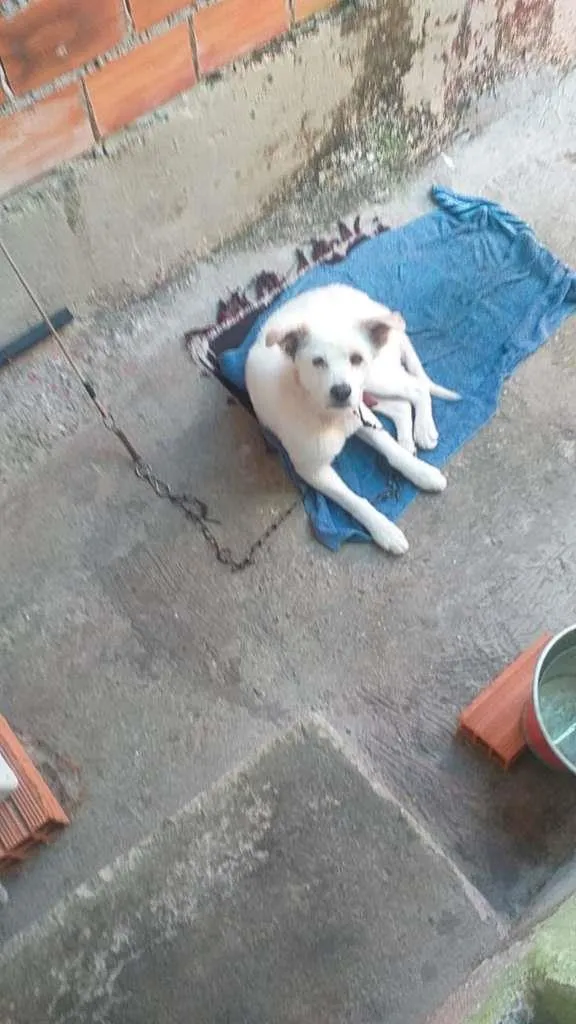 Cachorro ra a SRD-ViraLata idade 7 a 11 meses nome Branco