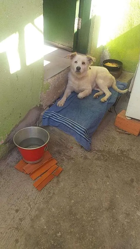 Cachorro ra a SRD-ViraLata idade 7 a 11 meses nome Branco