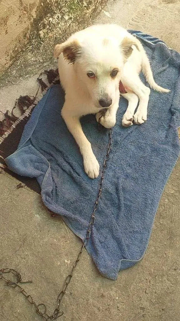 Cachorro ra a SRD-ViraLata idade 7 a 11 meses nome Branco