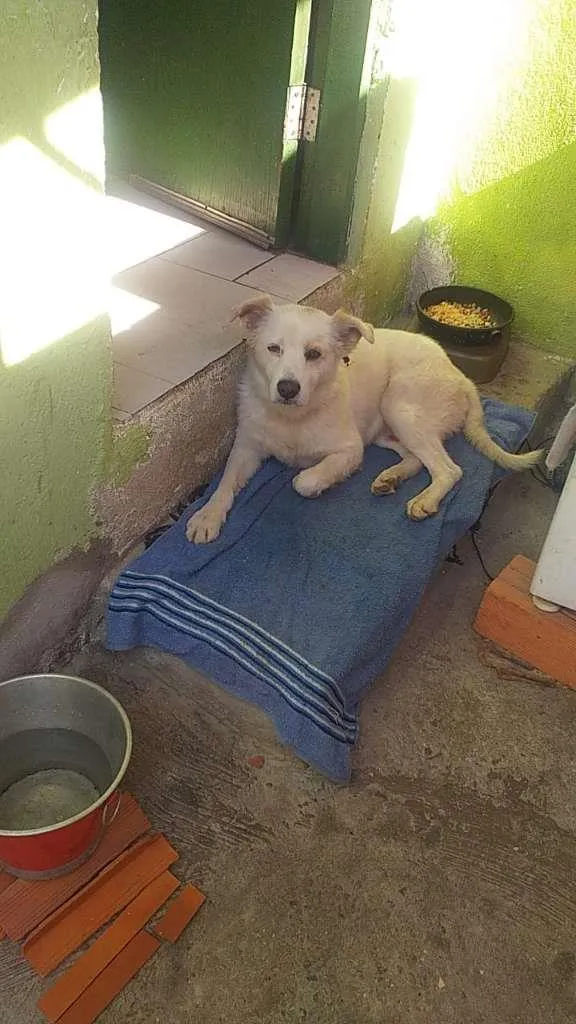 Cachorro ra a SRD-ViraLata idade 7 a 11 meses nome Branco