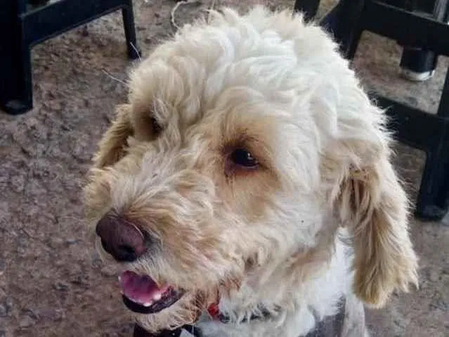 Cachorro ra a Poodle  idade 7 a 11 meses nome Luke 