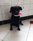 Polly