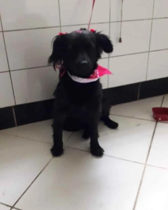 Cachorro raça Srd idade 2 anos nome Polly