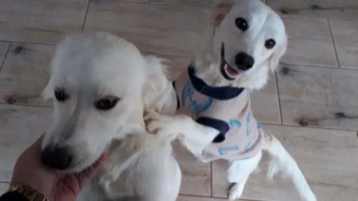 Cachorro ra a SRD-ViraLata idade 7 a 11 meses nome Florzinha/Floquinho