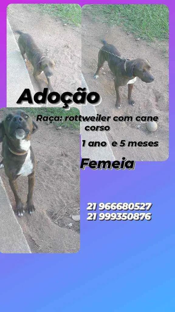 Cachorro ra a Rottweiler com cane corso idade 1 ano nome Bela