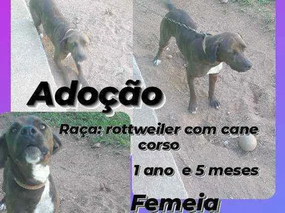 Cachorro ra a Rottweiler com cane corso idade 1 ano nome Bela