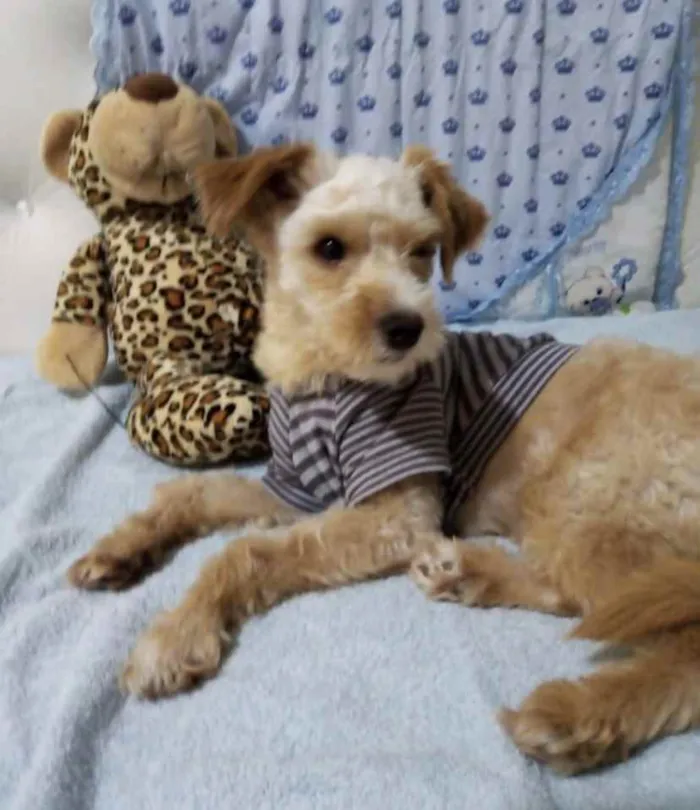 Cachorro ra a Mestiço  idade 2 anos nome Pingo 