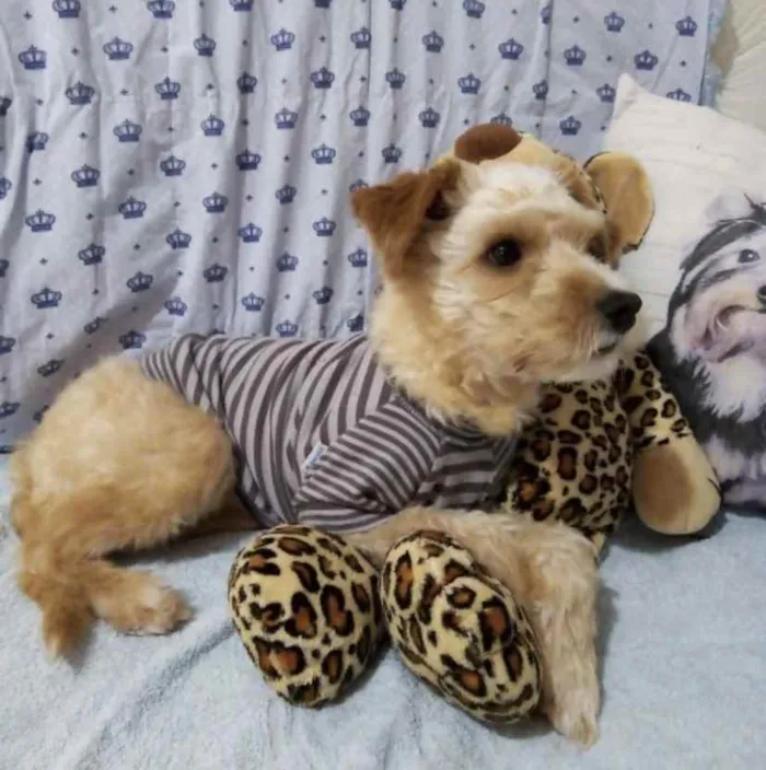 Cachorro ra a Mestiço  idade 2 anos nome Pingo 