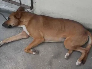 Cachorro raça SRD-ViraLata idade 2 anos nome Luke