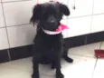 Polly