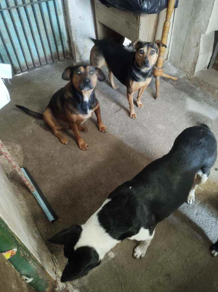 Cachorro raça Rnd idade 4 anos nome Pretinha