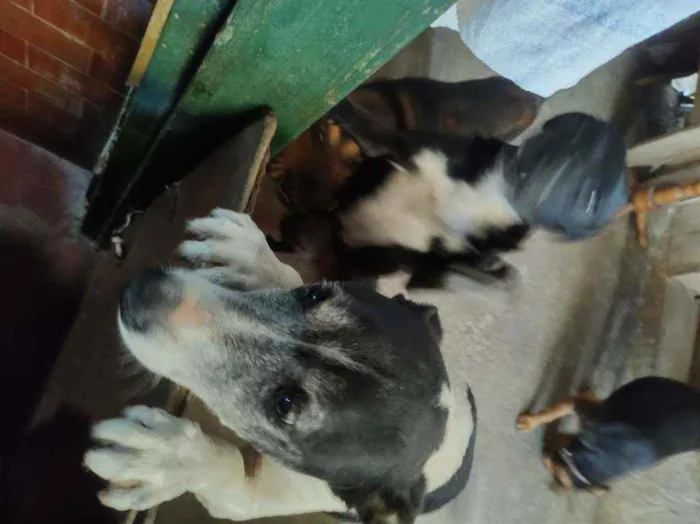 Cachorro raça Rnd idade 4 anos nome Pretinha