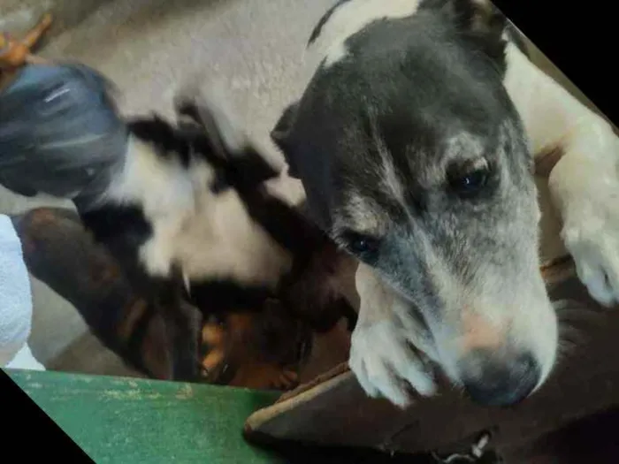 Cachorro raça Rnd idade 4 anos nome Pretinha