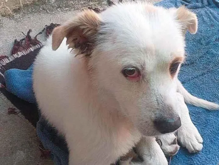 Cachorro ra a SRD-ViraLata idade 7 a 11 meses nome Branco
