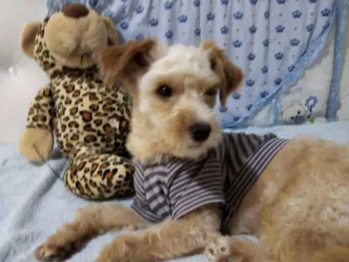 Cachorro ra a Mestiço  idade 2 anos nome Pingo 