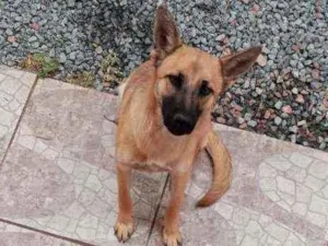 Cachorro raça Pastor Belga Malinois idade 7 a 11 meses nome Katana