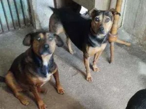 Cachorro raça Rnd idade 4 anos nome Pretinha