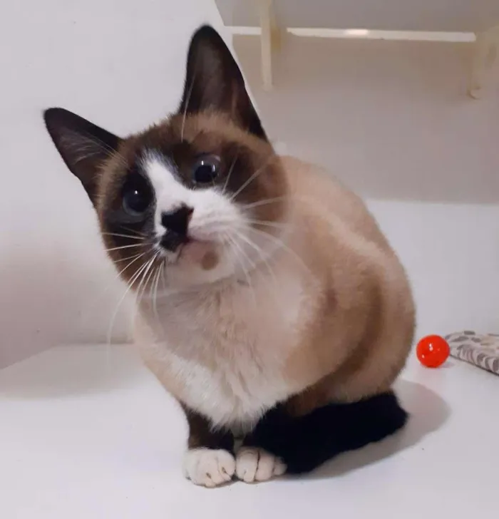 Gato raça srd idade 3 anos nome Berenice