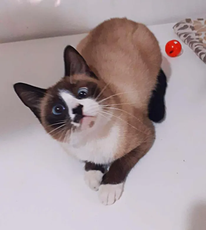 Gato raça srd idade 3 anos nome Berenice