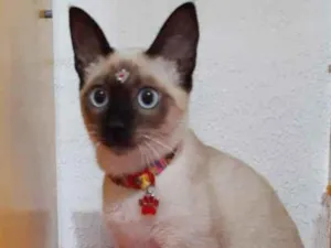 Gato raça Srd idade 2 a 6 meses nome Júlia 