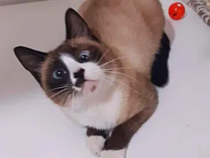 Gato raça srd idade 3 anos nome Berenice
