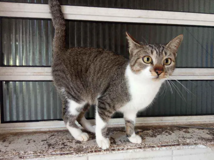 Gato ra a Rajada cinzenta idade 2 a 6 meses nome Rajada 