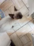 Gato raça Sialata  idade 2 a 6 meses nome Não tem 