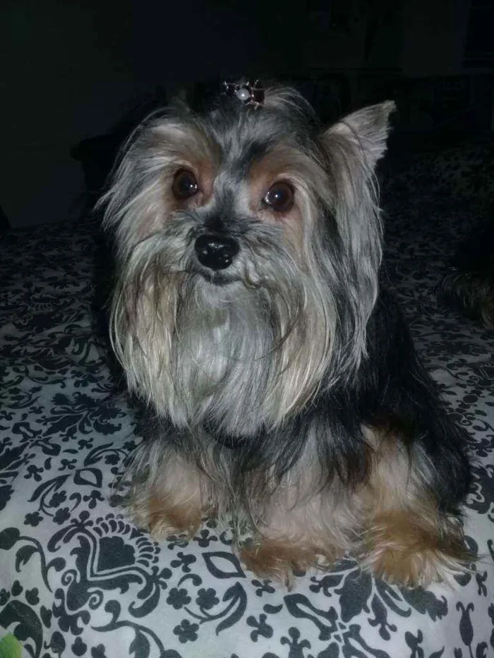 Cachorro ra a Yorkshire idade 5 anos nome Bethoven