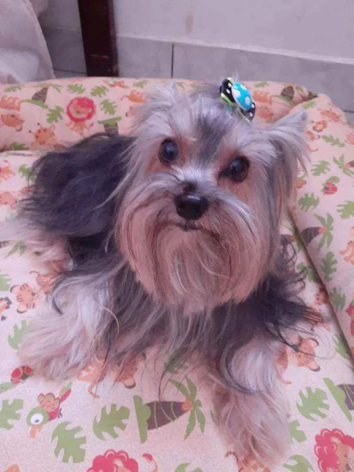 Cachorro ra a Yorkshire idade 5 anos nome Bethoven