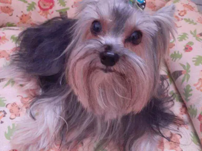 Cachorro ra a Yorkshire idade 5 anos nome Bethoven