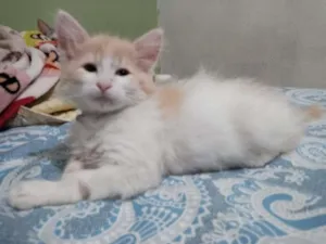 Gato raça RND idade 7 a 11 meses nome BINHO