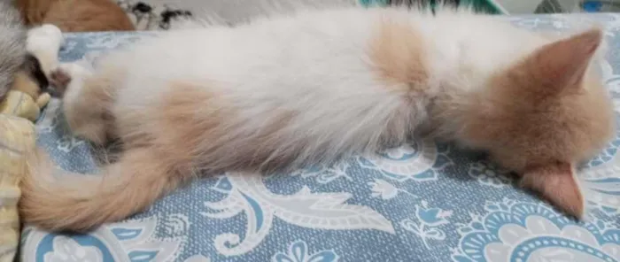 Gato ra a RND idade 7 a 11 meses nome BINHO