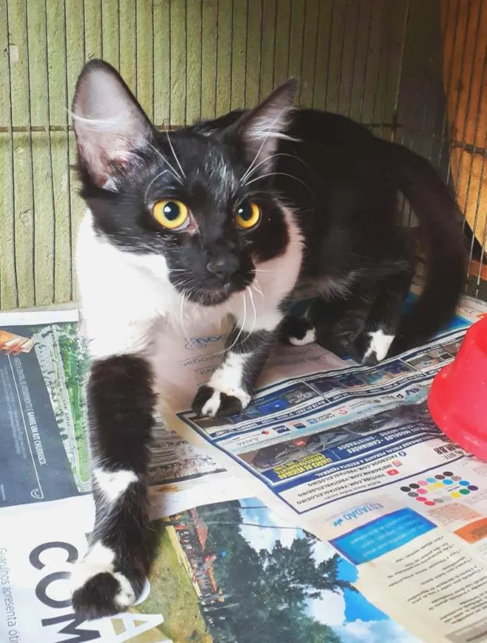 Gato raça srd idade 2 a 6 meses nome Marduk