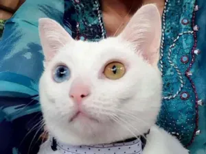 Gato raça  idade 2 anos nome Bowie