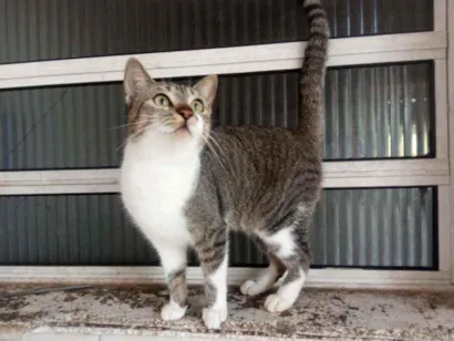 Gato raça Rajada cinzenta idade 2 a 6 meses nome Rajada 
