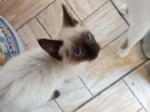 Gato raça Sialata  idade 2 a 6 meses nome Não tem 
