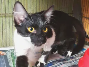 Gato raça srd idade 2 a 6 meses nome Marduk