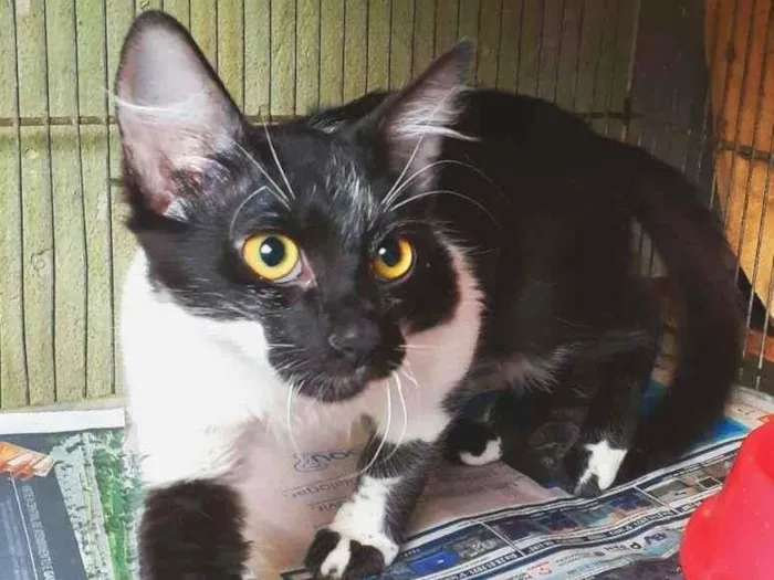 Gato raça srd idade 2 a 6 meses nome Marduk