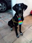 Todinho
