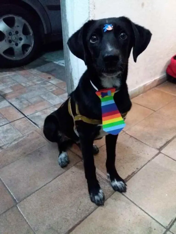 Cachorro ra a Vira lata  idade 2 a 6 meses nome Todinho