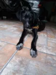 Todinho