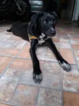 Todinho