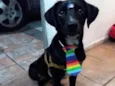 Todinho
