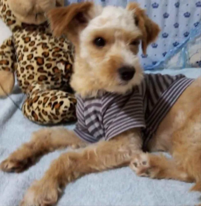 Cachorro ra a Mestiço  idade 2 anos nome Pingo 