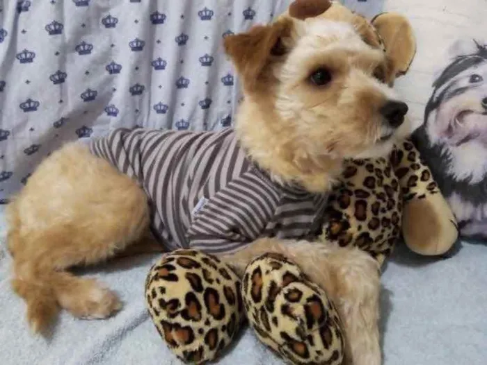Cachorro ra a Mestiço  idade 2 anos nome Pingo 
