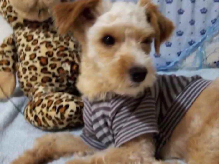 Cachorro ra a Mestiço  idade 2 anos nome Pingo 