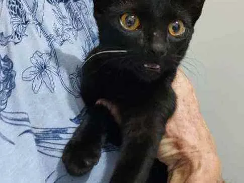 Gato raça Srd idade  nome Iris