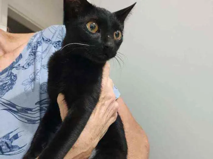 Gato raça Srd idade  nome Iris